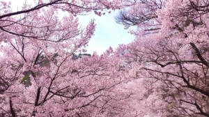 Sakura (2)