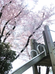 Sakura (3)