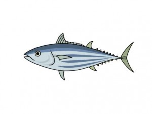 tuna4